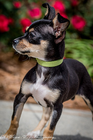 Foster Dandelion-8909