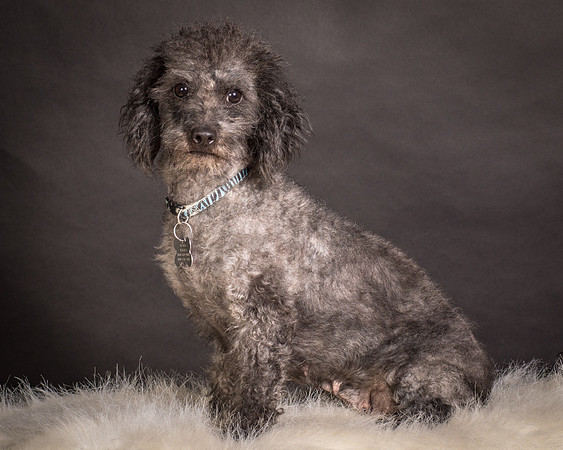 Foster Mokey-1735