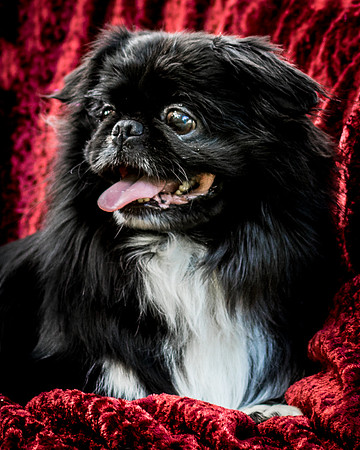 Foster Prince-0868