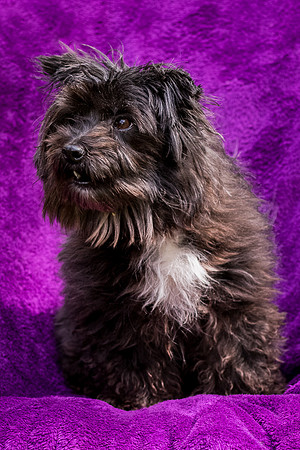 Foster Sammy-8333