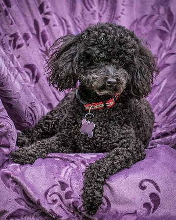 Foster Mindy-7554