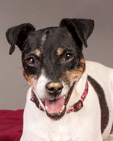 Foster Pollyanna-3810