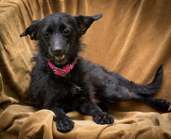 Foster Noche-0764