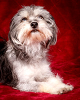 Foster Alex-6174
