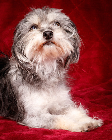 Foster Alex-6174
