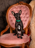 Foster Elvira-0145