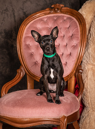 Foster Elvira-0145