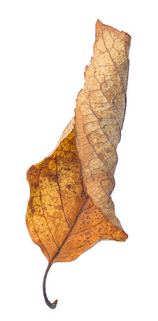 Leaf_22