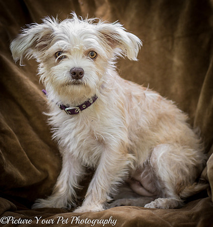 Foster Limerick-3550