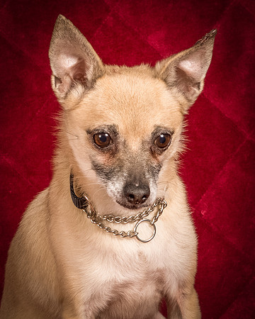 Foster Kiwi-8291