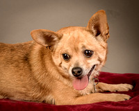 Foster Dobby-8240