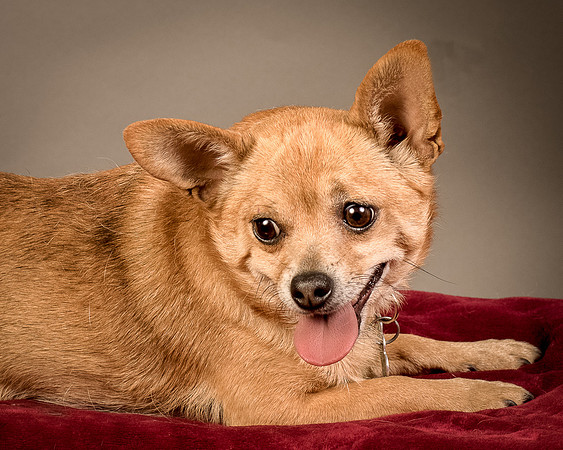 Foster Dobby-8240