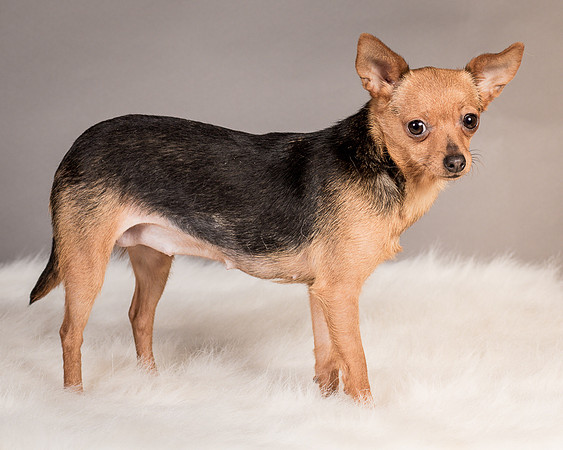 Foster Pixie-3481