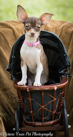 Foster Joanie-3765