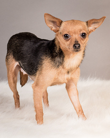 Foster Pixie-3479