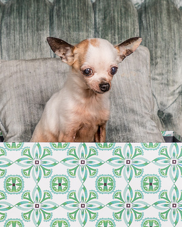 Foster Layla-1318