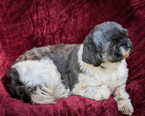 Foster Misha-8425