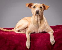 Foster June-3493