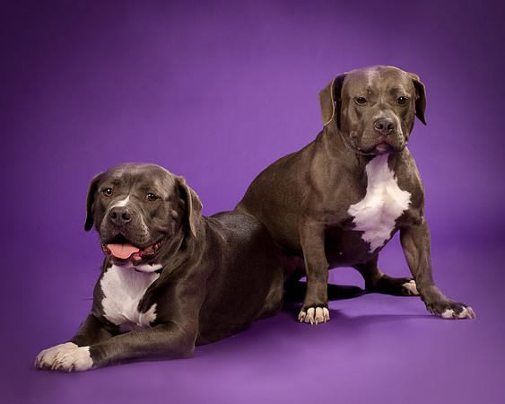 Daisy and Renegade-2648