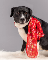 Foster Geisha-4136