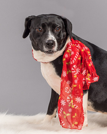 Foster Geisha-4136