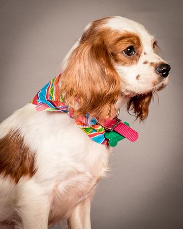 Foster josephina-3943