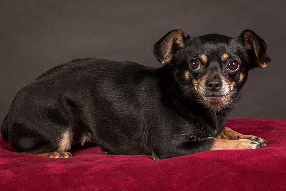Foster Pansy-9478
