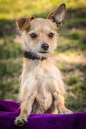 Foster Dipsy-9255
