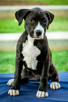 Foster Lola-9916
