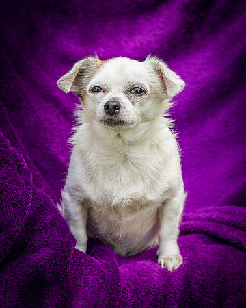 Foster Petey-8208