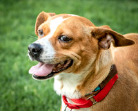 Foster Posie-9755