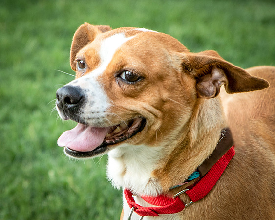 Foster Posie-9755