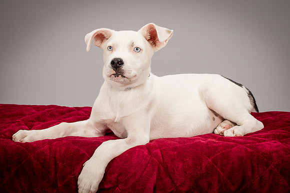 Foster Alvin-4805