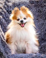 Foster Stella-7846