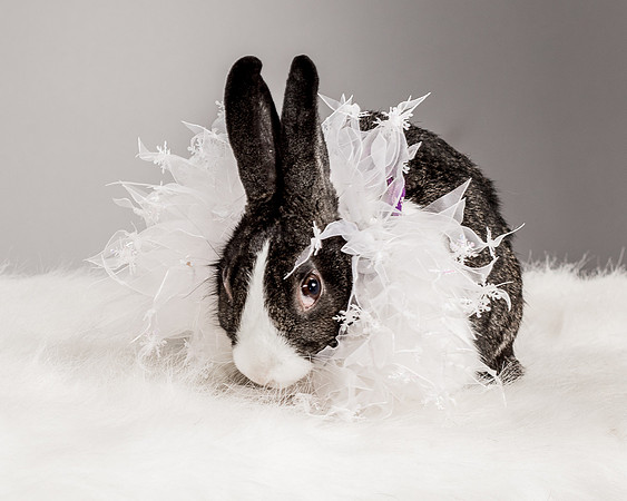 Foster Rabbit Penelope-4727