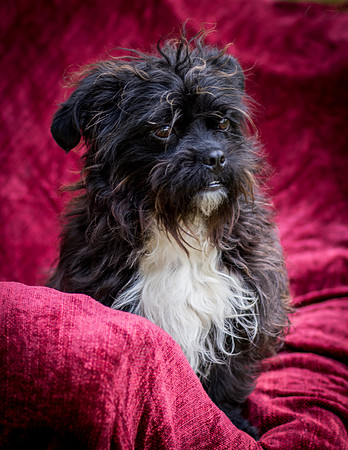 Foster Lady Elaine-8566
