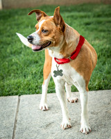 Foster Posie-9749