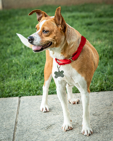 Foster Posie-9749