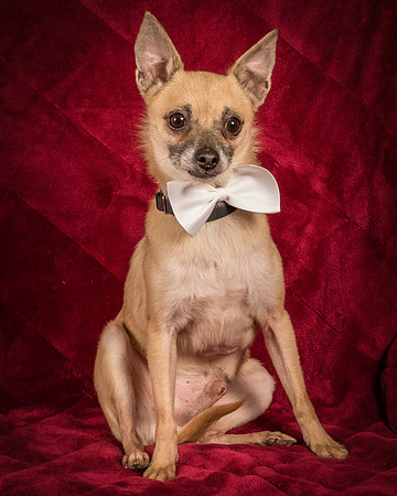 Foster Kiwi-8602