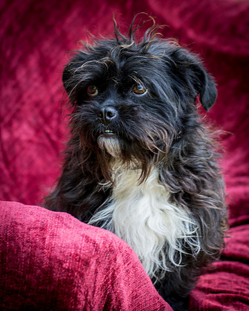 Foster Lady Elaine-8564