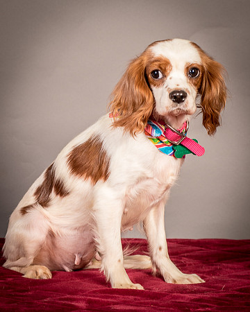Foster josephina-3954