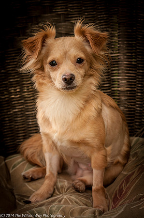 Foster Malibu-2205