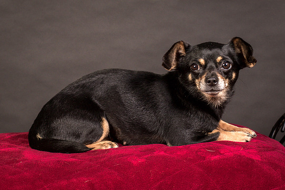 Foster Pansy-9554