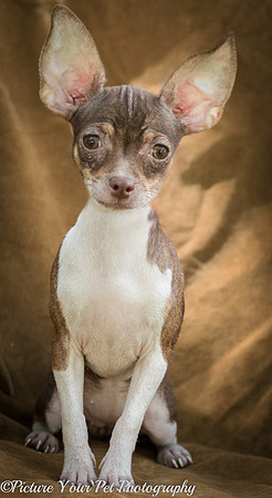 Foster Joanie-2-3