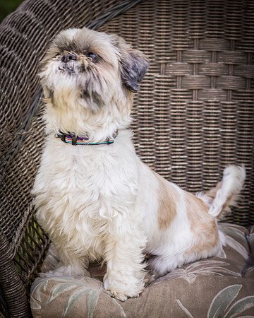 Foster Queenie-8321