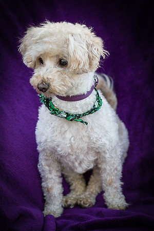 Foster Annalise-0629