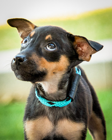 Foster Shea-0117