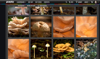 Pixoto