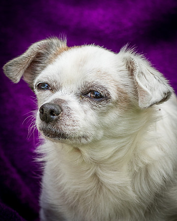 Foster Petey-8196