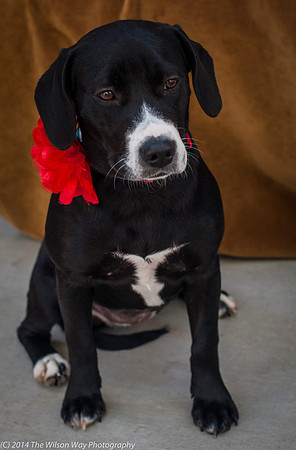 Foster Ciara-2230
